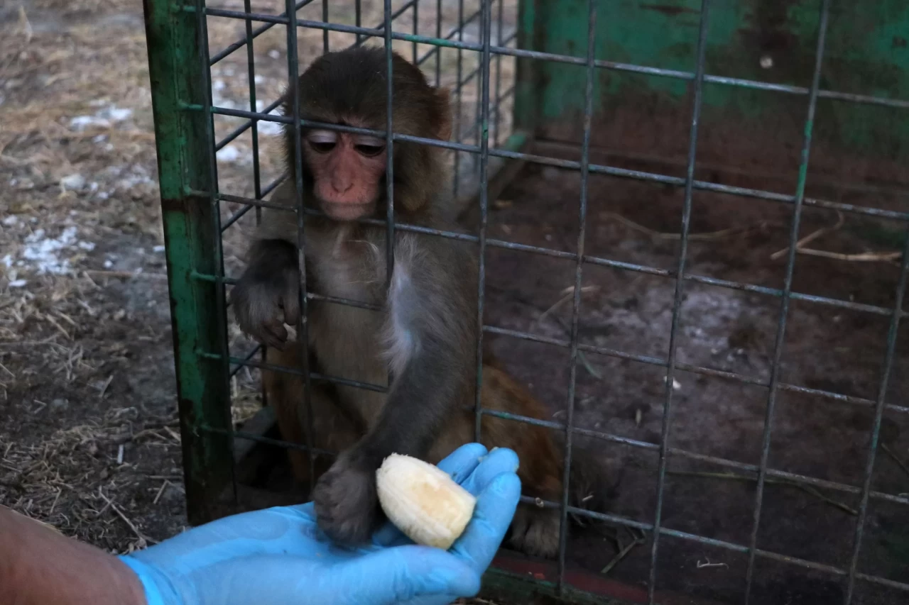 Hem kaçırdı hem tokat attı! Hatay'daki maymun koruma altına alındı