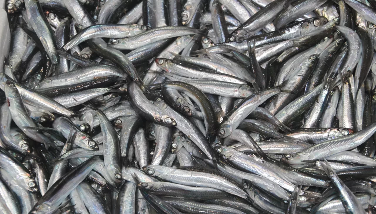 Tezgahların gözdesi 'hamsi'