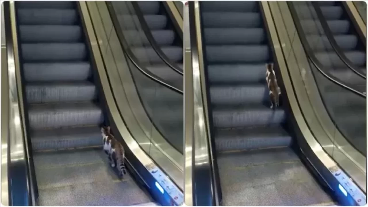 Havalimanında kedinin yürüyen merdivenle imtihanı