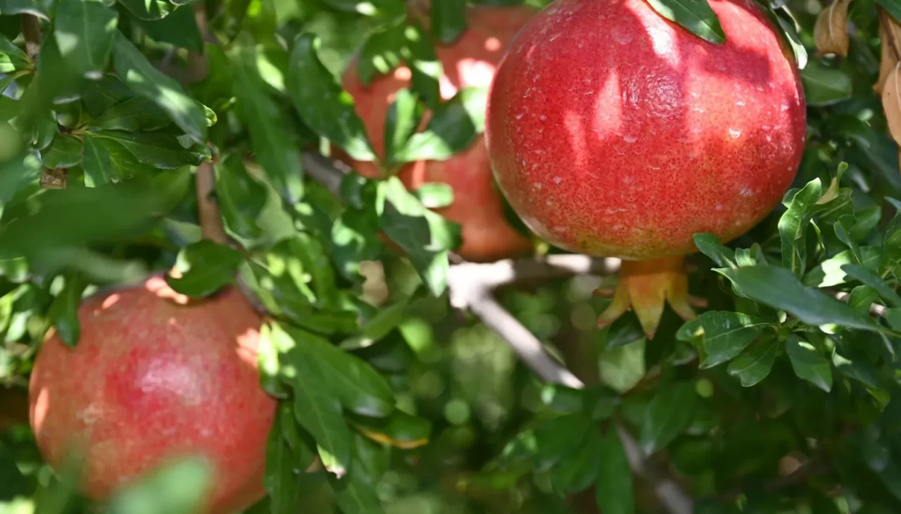 Denizli’de nar hasadı başladı