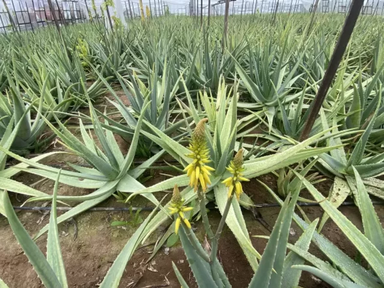 Aloe vera faydaları! Yanık, yara ve tahrişleri hızla iyileştirir