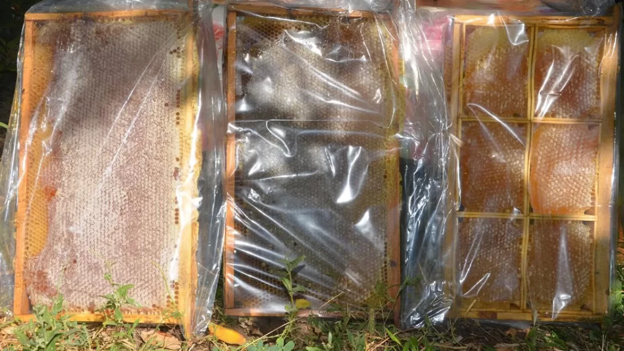 Malatya'da bal hasadı başladı