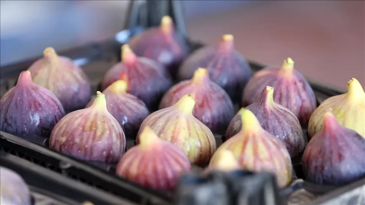 AB tescilli Bursa siyah incirinde 17 bin ton ihracat hedefi