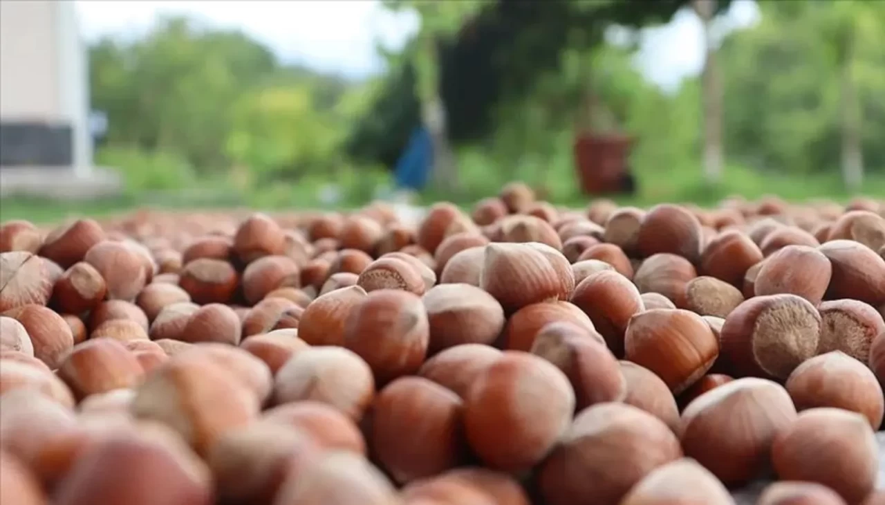 Türk fındığı 124 ülkede satış rekoru kırdı