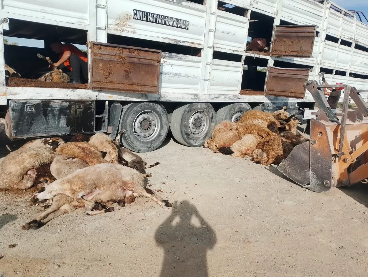 Konya'da tır devrildi: 147 küçükbaş hayvan telef oldu