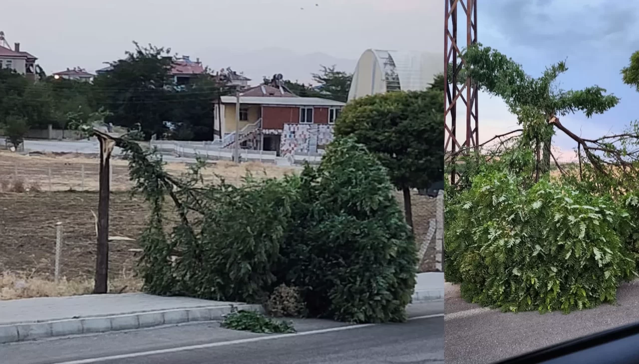 Kovancılarda ağaç dalları kırıldı