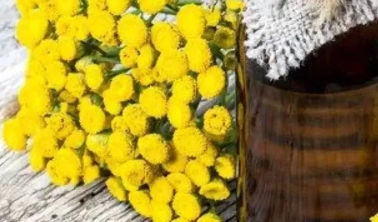 Sarı kantaron ve kırmızı kantaron arasındaki farklar