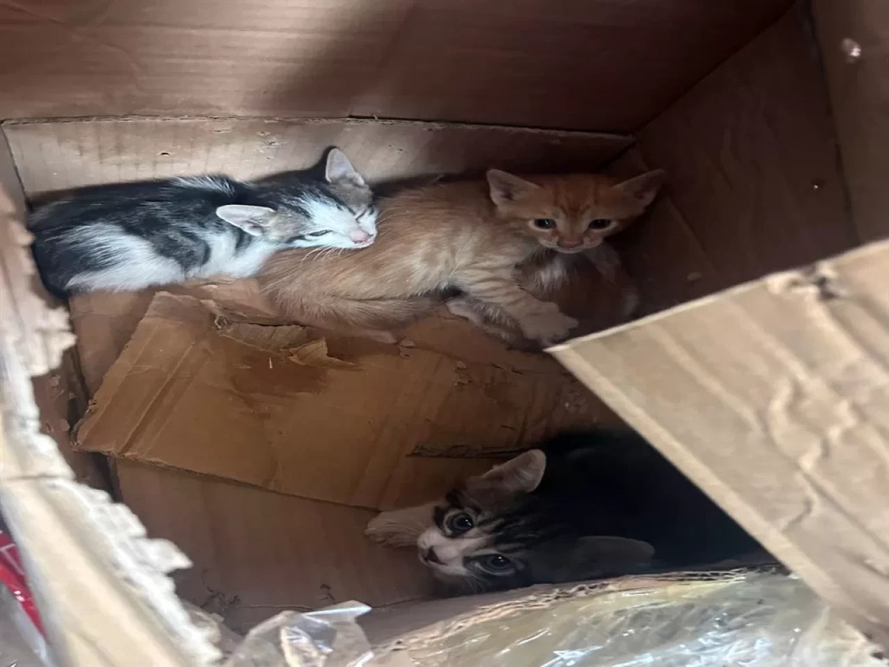 Takla atan aracın sürücüsü ile 4 yavru kediyi ekipler kurtardı