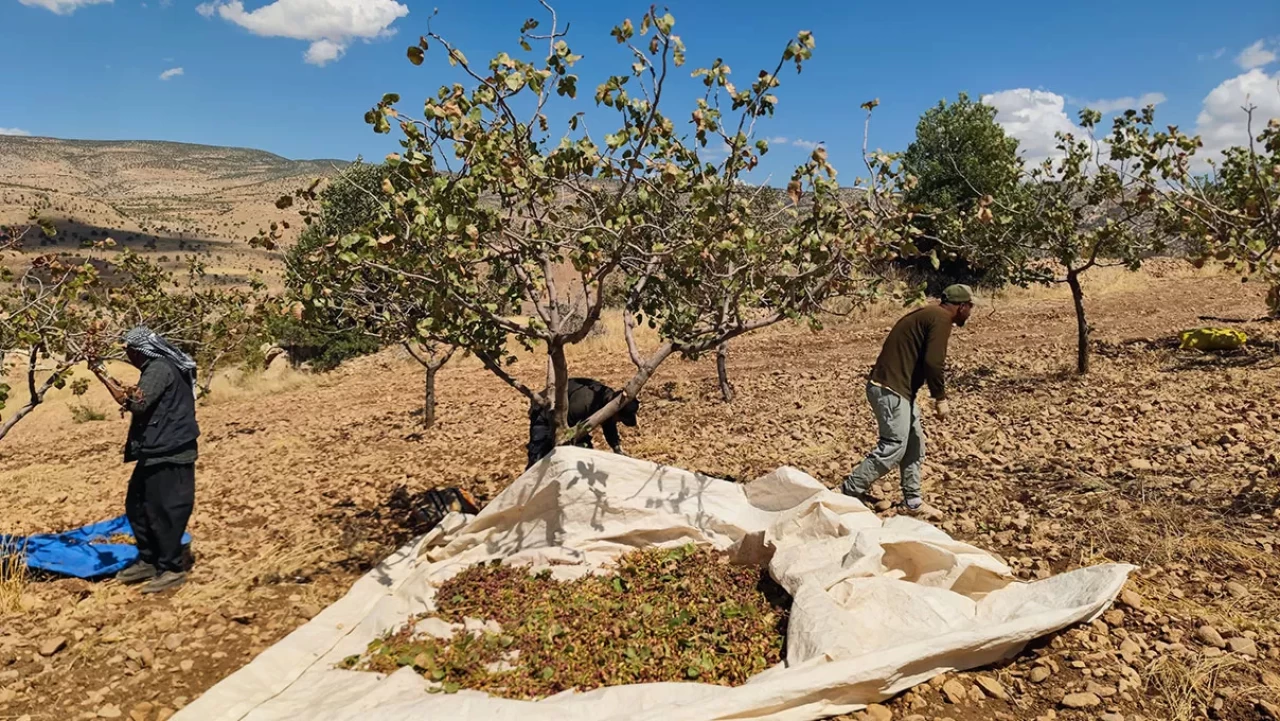 Siirt'te fıstık hasadında sona gelindi