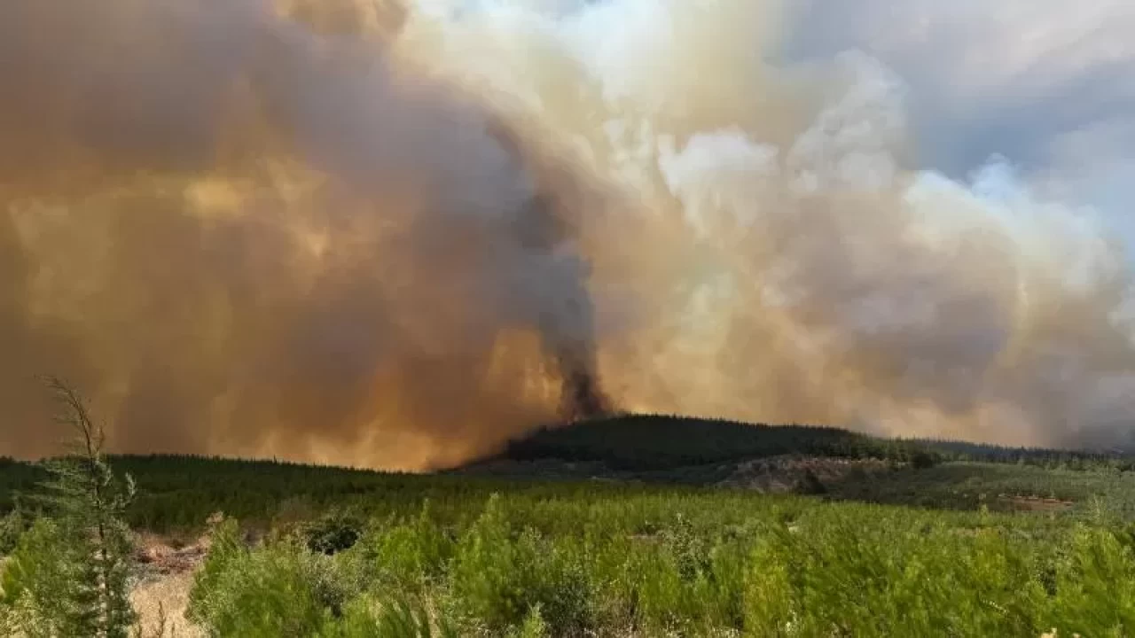 Bursa'da orman yangını