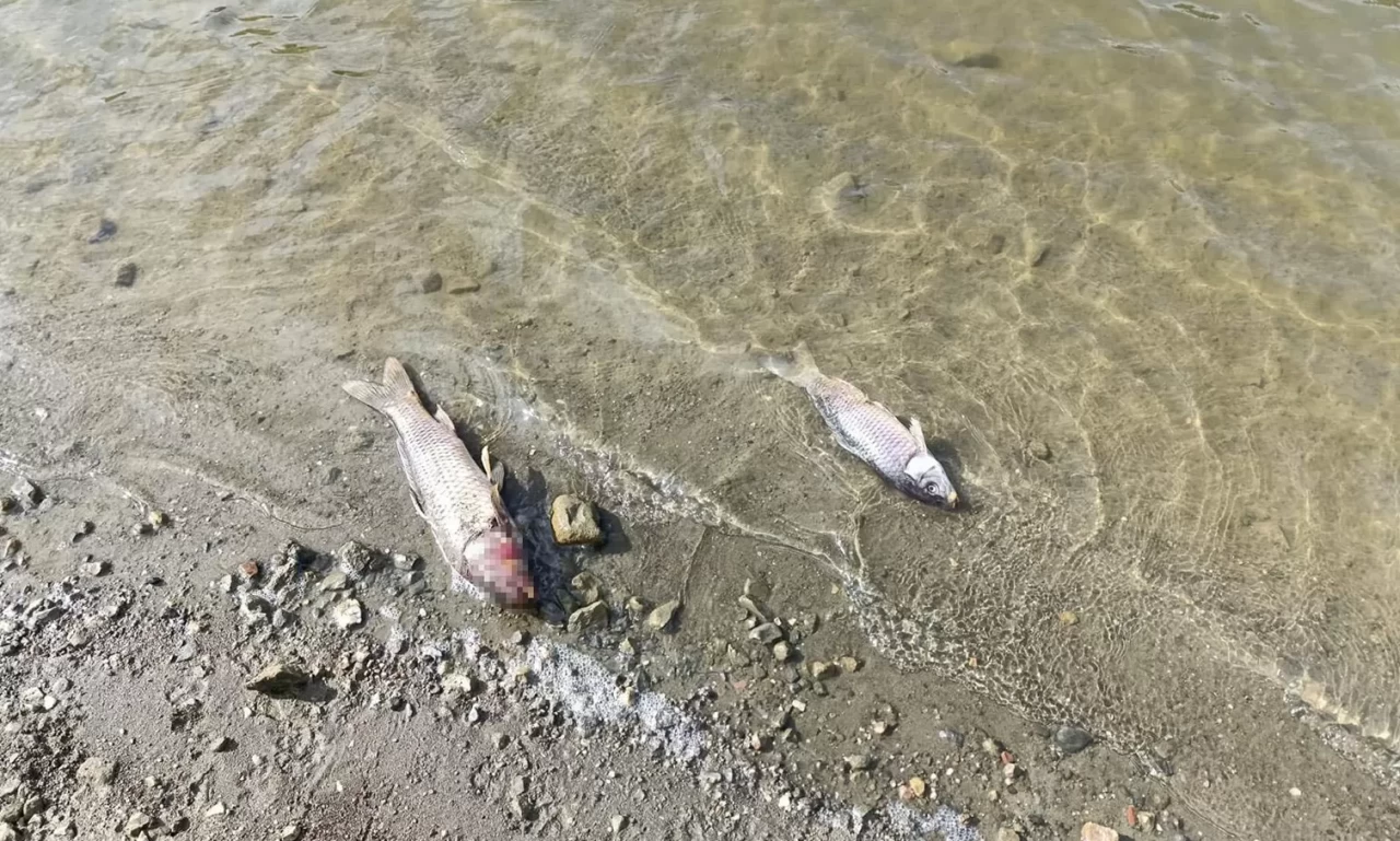 Bursa'daki Burcun Göleti'nde balık ölümleri