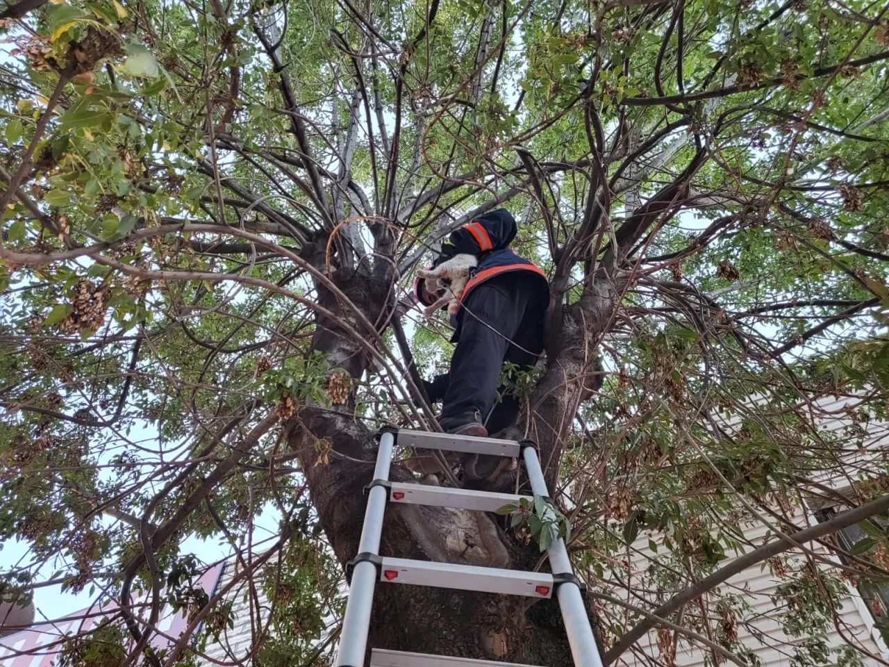 Çorum'da ağaçta mahsur kalan kedi kurtarıldı