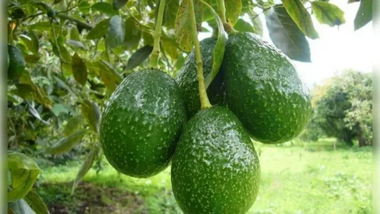 Avokado artık dondurulmuş tüketiliyor! Zayıflamanın yeni sırrı bulundu