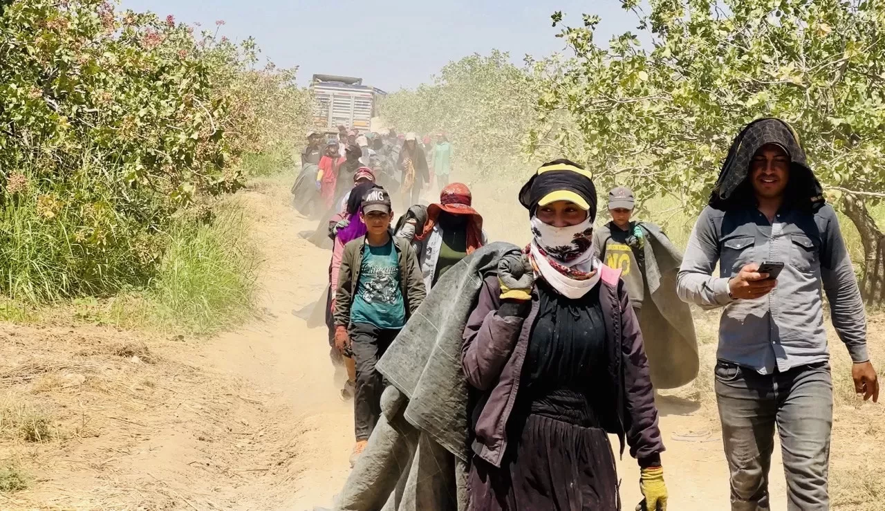 Fiyatı yüzde 500 artan fıstığın üreticisinden baklavacılara çağrı