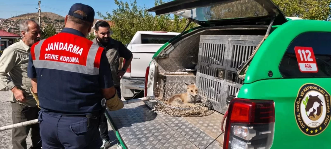 Yozgat'ta bulunan yaralı tilki koruma altına alındı