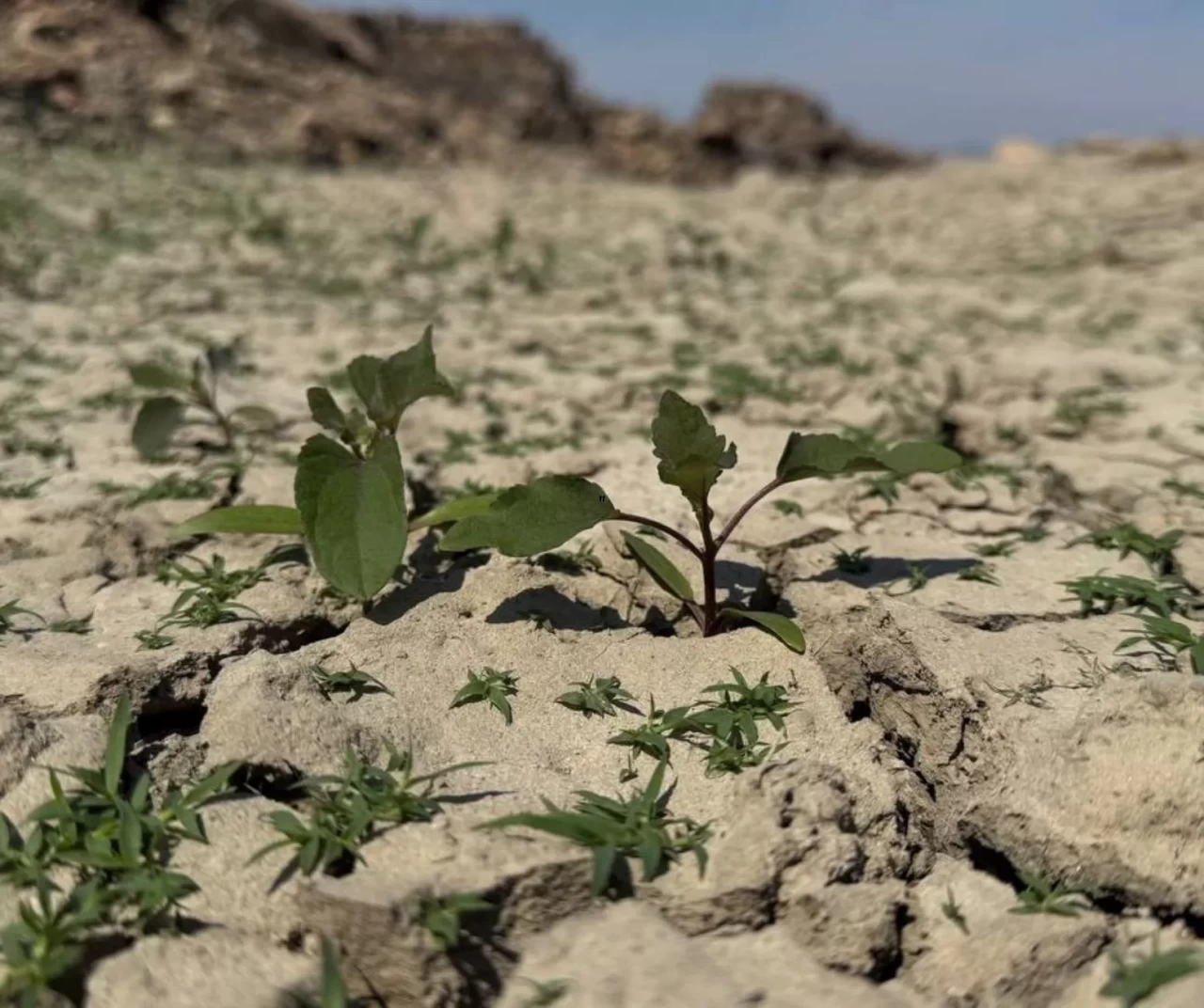 Çanakkale’de kuraklık alarmı: Baraj dolulukları düşüyor, tarım etkileniyor