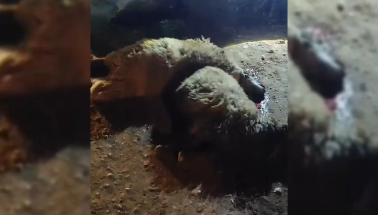 Tırın çarptığı 13 küçükbaş hayvan telef oldu