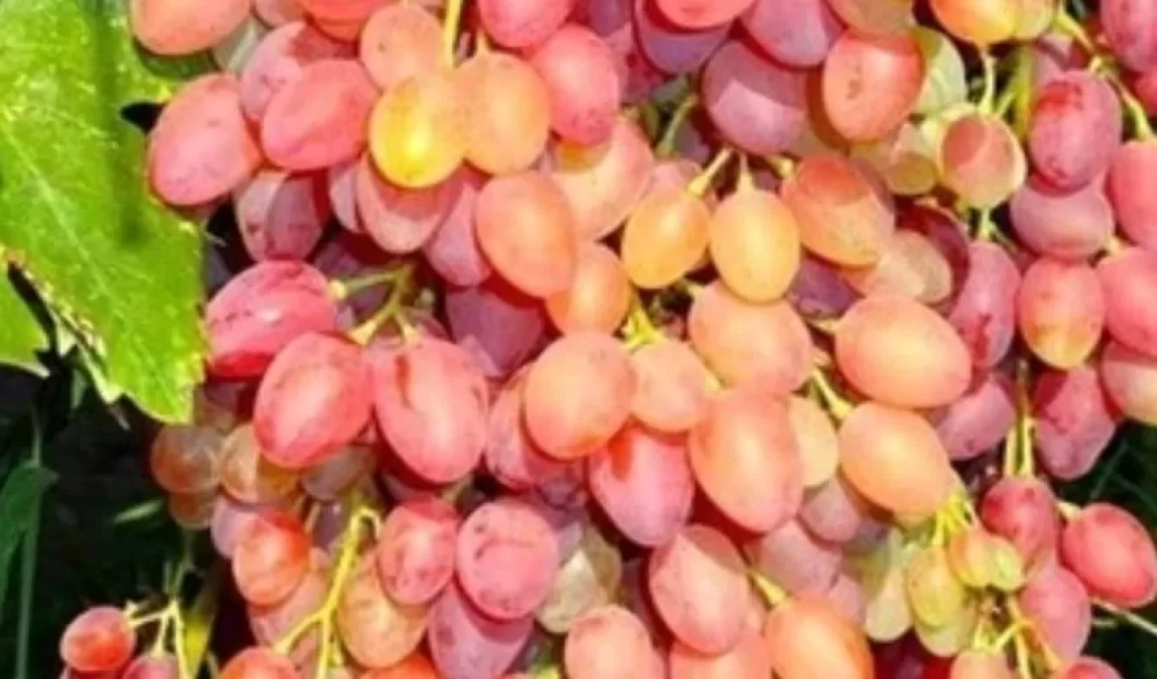 Özbek üzümü kansızlığa iyi gelir mi?