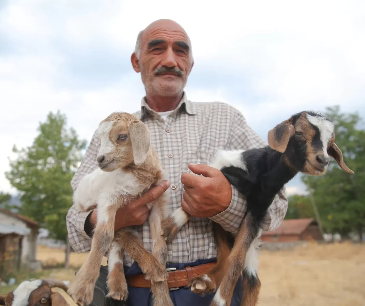 Orman yangınında evsiz kalan aile, oğlaklarını kilometrelerce kucağında taşıdı