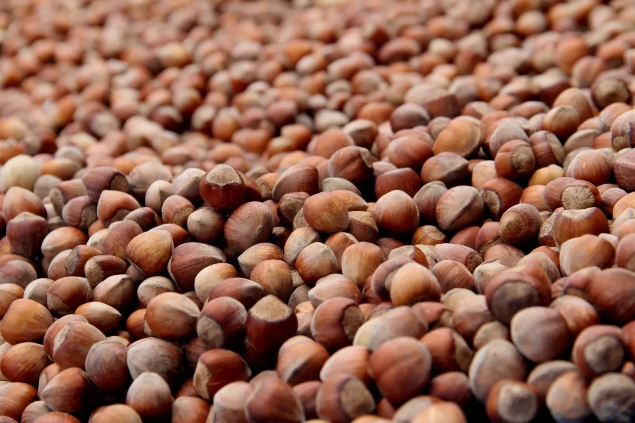 Fındık ihracatında çıta yükseliyor