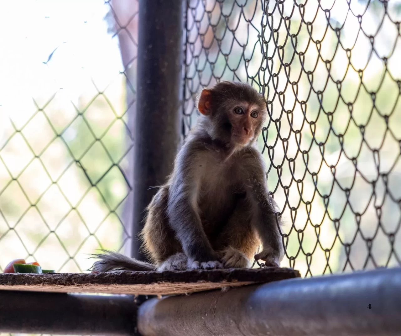 Şiddet görmüş maymuna yeni hayat