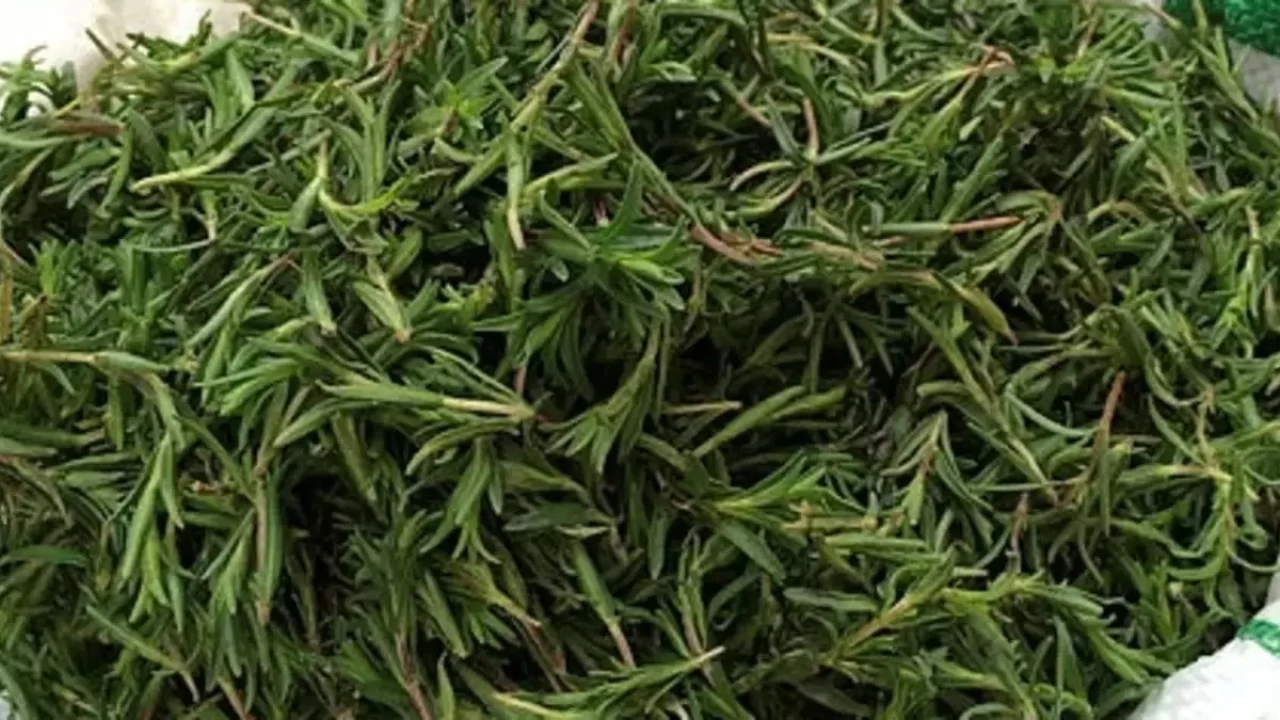 Zahter ne işe yarar, ne için kullanılır?