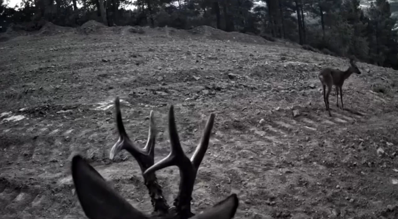 Tekirdağ'da fotokapanlara yansıyan karacalar görüntülendi