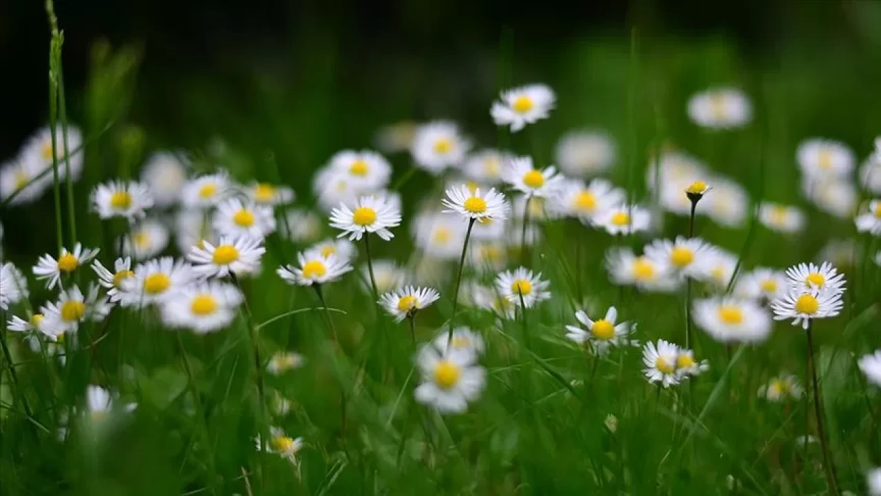 Sindirim sorunlarına doğal çözüm