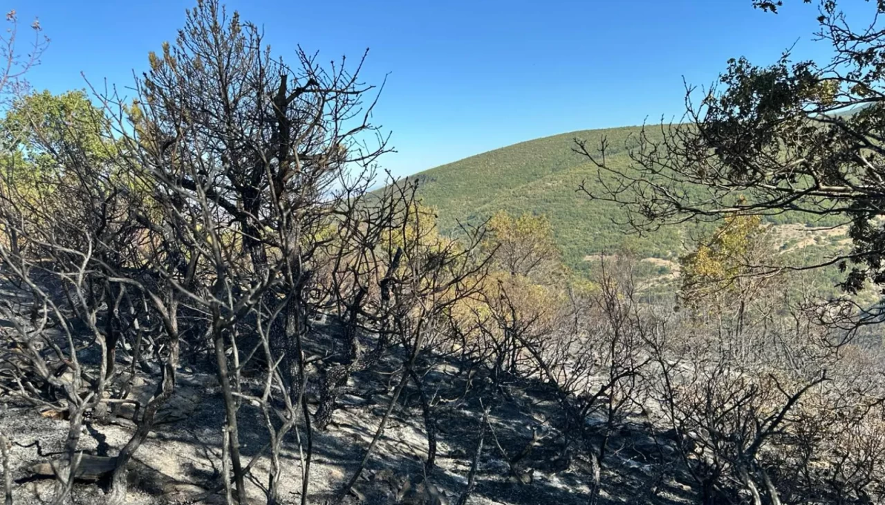Akşehir'de çıkan orman yangını söndürüldü