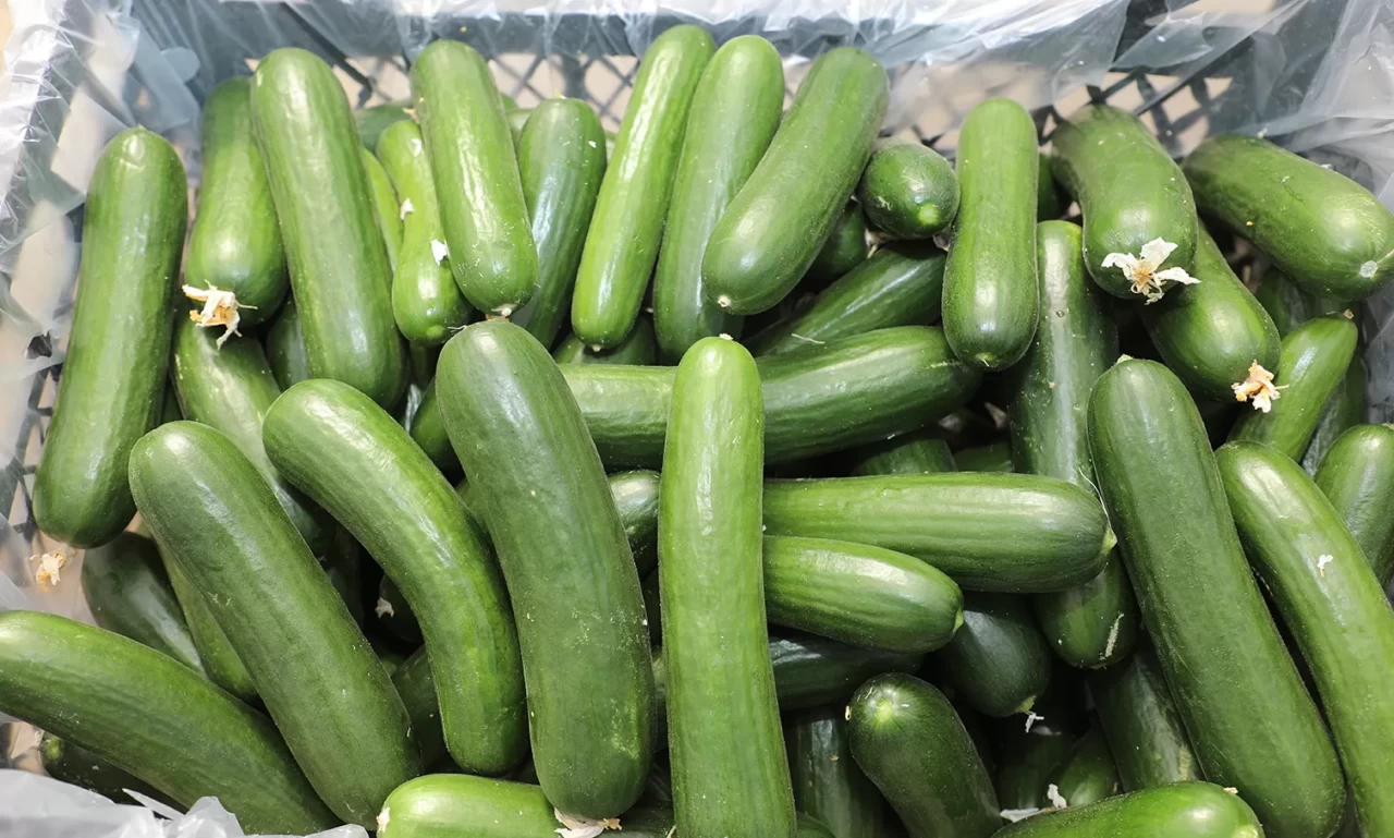 Elazığ'da 17 bin ton salatalık üretimiyle örtü altı sezonu başladı