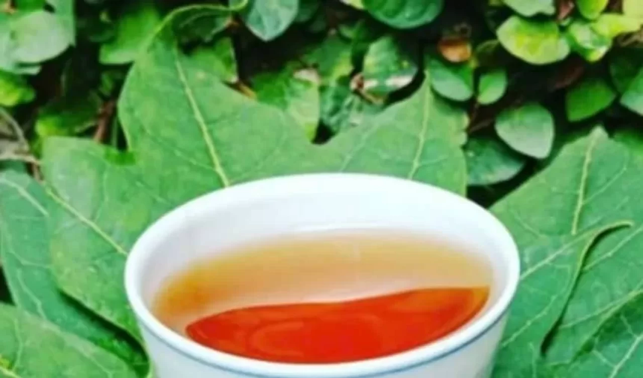 Papaya yaprağı çayı nasıl hazırlanır? Sindirim için doğal destek