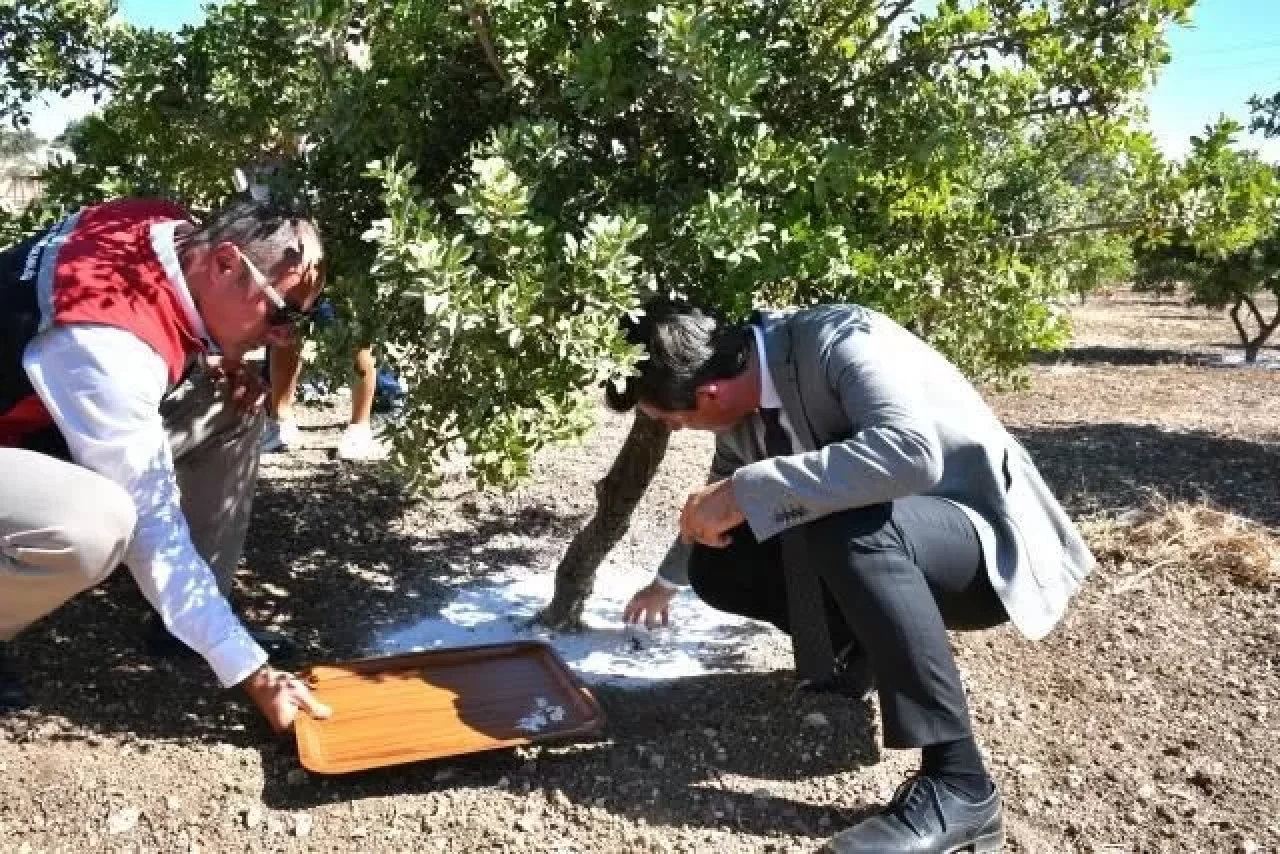 Çeşme’de damla sakızı ve zeytin hasadı başladı