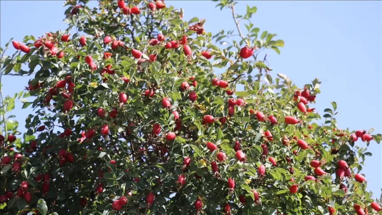 C vitamini zengini kuşburnu ile hastalıklara karşı doğal koruma