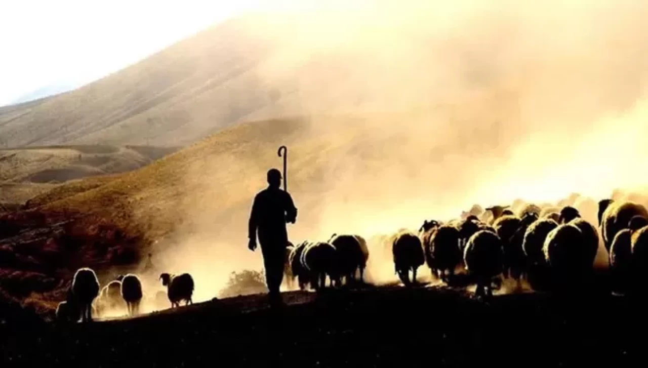 Çoban krizi büyüyor: Bir aylık ücret 130 bin TL'ye çıktı