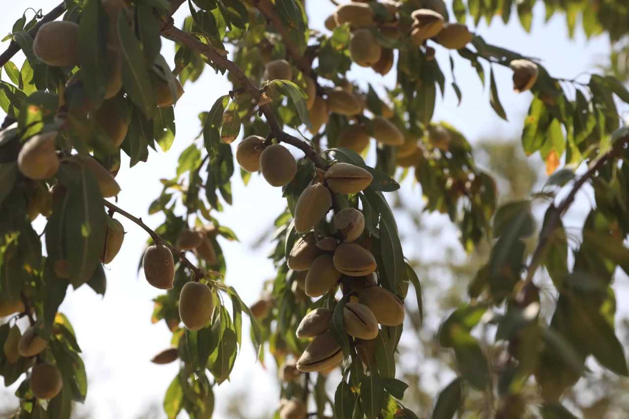 Diyarbakır'da badem hasadı etkinliği yapıldı