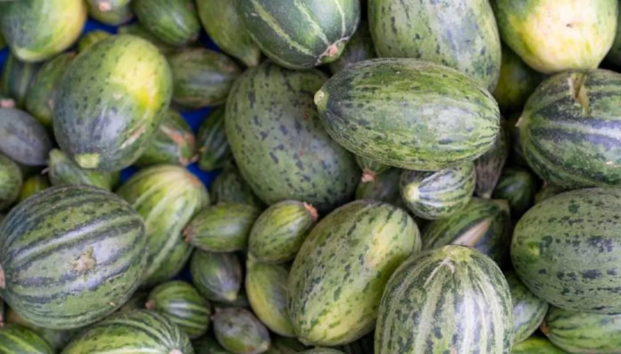 Kelek nedir? Yaz aylarının serinletici lezzeti kelek turşusu nasıl yapılır?