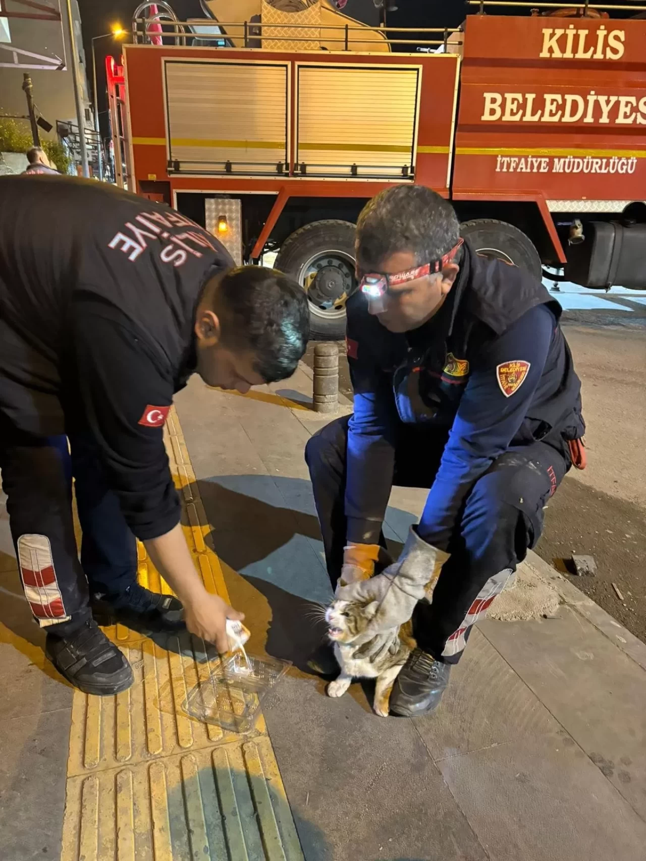 Kilis'te 3 gündür ağaçta mahsur kalan kedi kurtarıldı