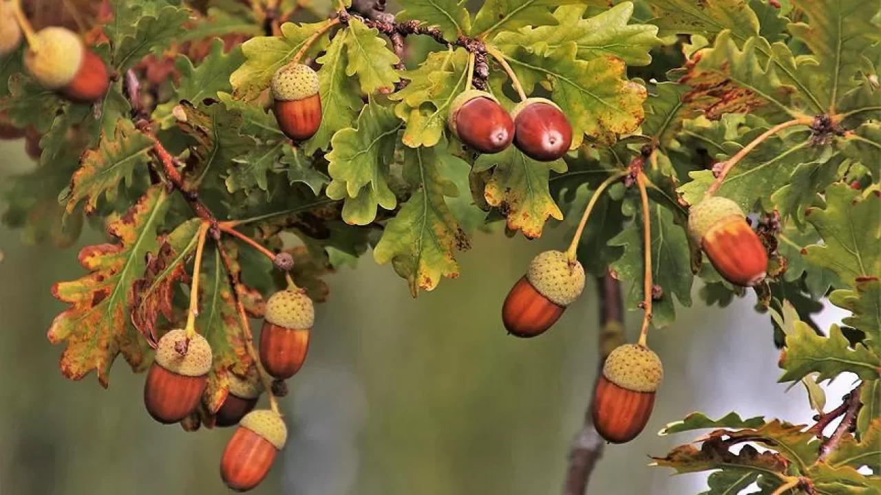 Meşe palamudunun faydaları! Sindirimden cilt sağlığına kadar doğal destek