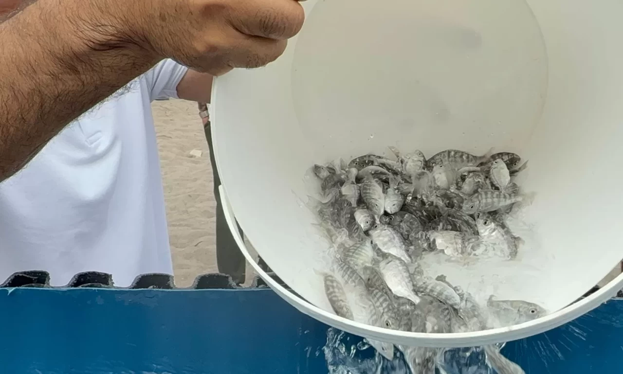 Balık festivalide binlerce yavru balık denize bırakıldı