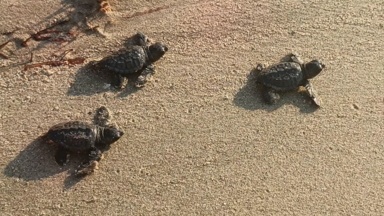 9 yuvadan çıkan 469 caretta caretta yavrusu, denizle buluştu