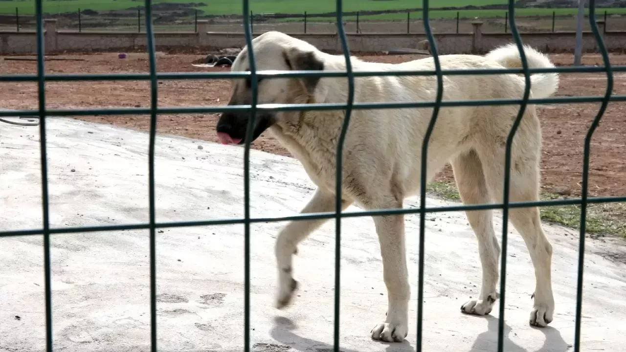 Şanlıurfa'dan Ankara'ya hasta köpek taşıyan kişiye 43 bin 500 lira ceza