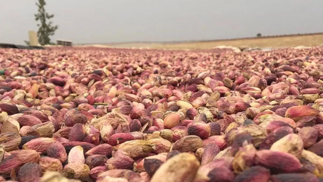 Fıstıkta rekolte düştü