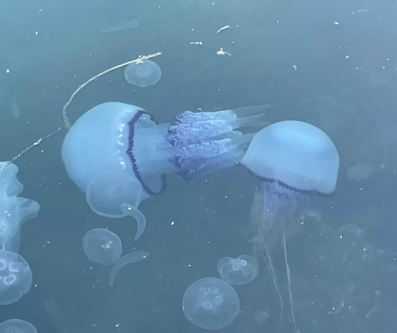 Gemlik Körfezi’nde denizanası kabusu son buldu: Binlerce denizanası ölüp kıyıya vurdu