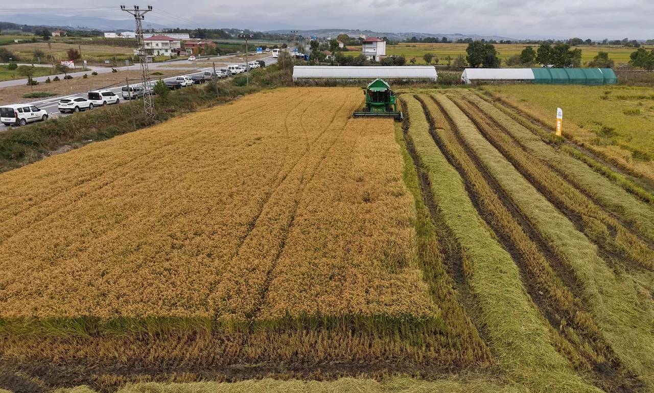 Bafra Ovası'nda çeltik hasadı başladı