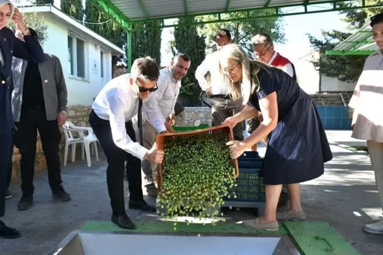 Çeşme’de damla sakızı ve zeytin hasadı başladı