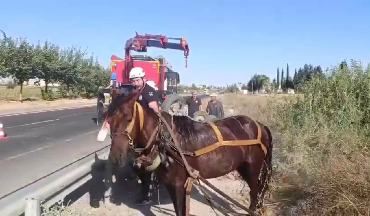 Tahliye kanalına düşen at kurtarıldı