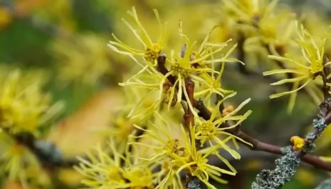 Hamamelis nedir? Gözenek sıkılaştırıcı ve cilt dostu bitki