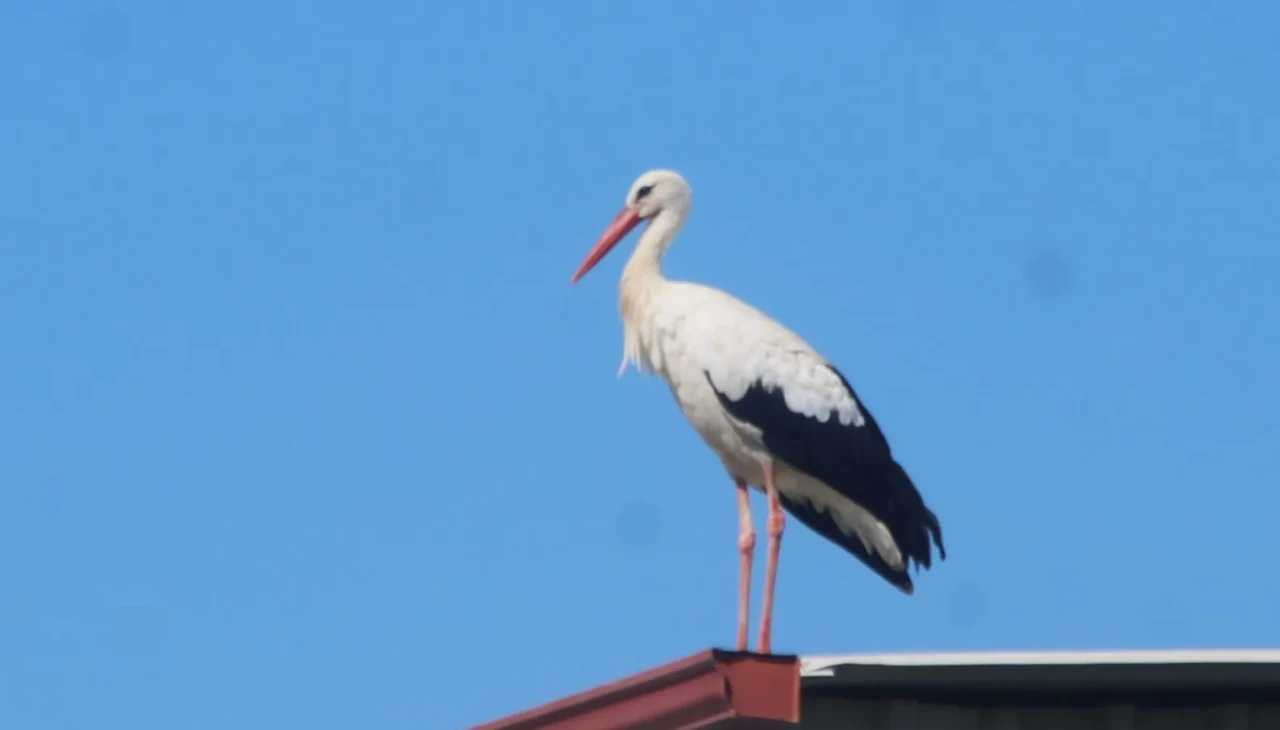 Kuşadası’na ilk kez leylek geldi