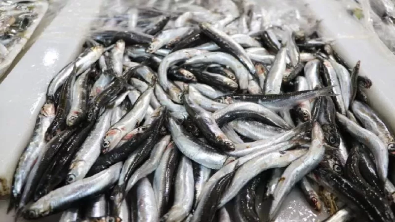 Hamsi ihracatından 8 ayda 9,9 milyon dolar gelir