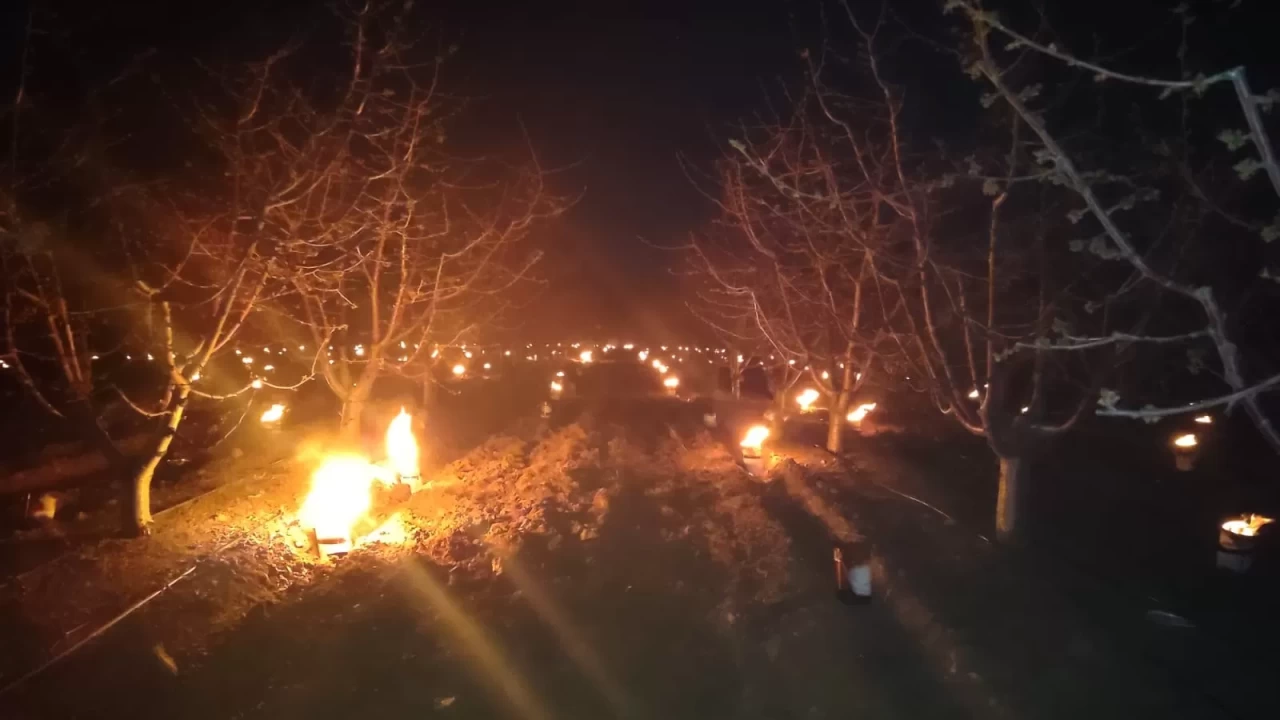 Hükümet düğmeye bastı! Don zararına karşı çiftçiye destek ödemesi yapılacak